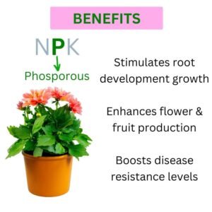 npk 19 19 19 fertilizer for plants (P)