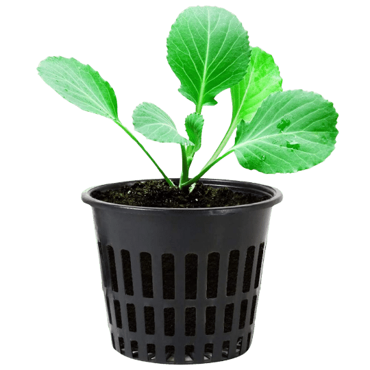 Netpot for Plants