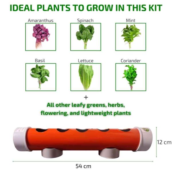 Plants to grow in Hydroponic setup