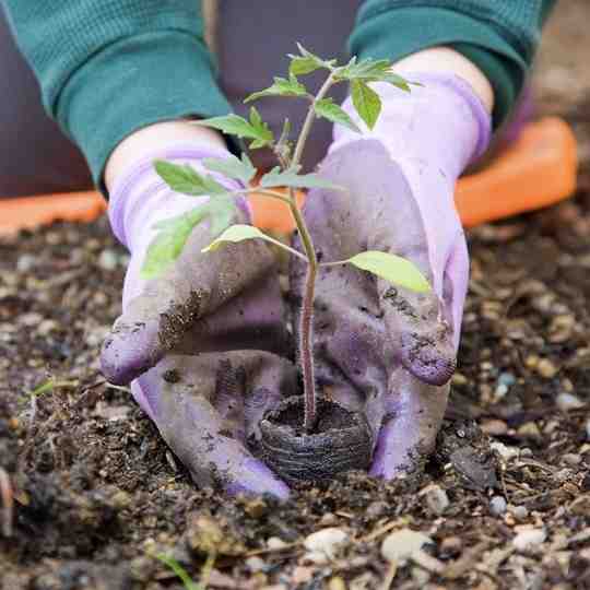 Using Cocopeat Disc with Soil for Plants