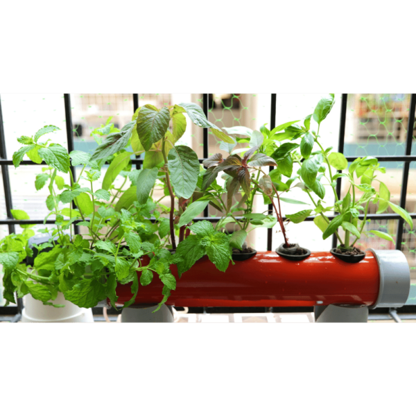 Terrace and Balcony Gardening in Hydroponics