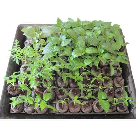 Seedling tray organic replacement for Germination