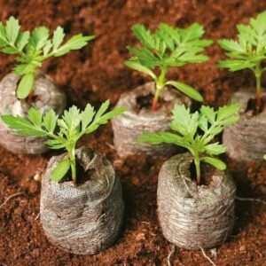 seed germination for plants