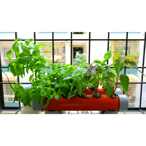 10 Plants Gardening setup using Hydroponics in a Balcony