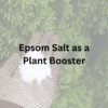 Epsom Salt for Plants